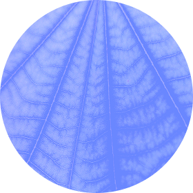 Ellipse 43